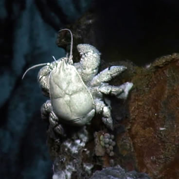 Private life of ‘Hoff’ crab revealed