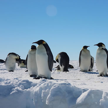 Decline of penguin populations