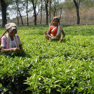 Tea for livelihoods