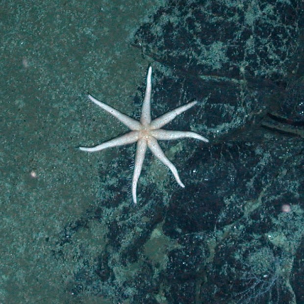 New family of starfish named after Southampton marine biologist