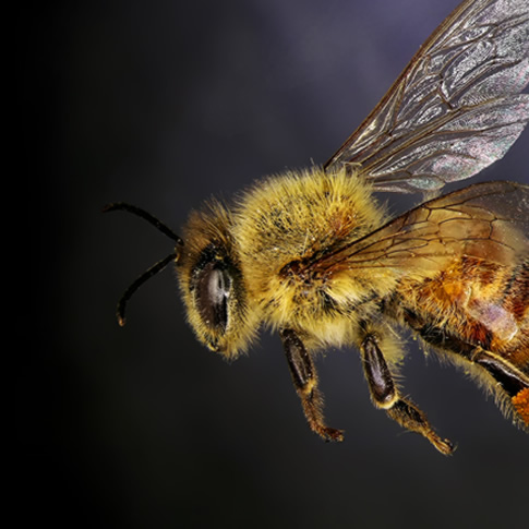 Throwing bees off the scent