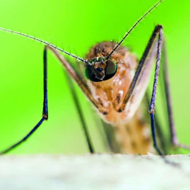 New type of vaccine to treat global viruses