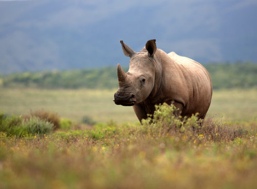 Degrees To Save The World: Conserving Nature