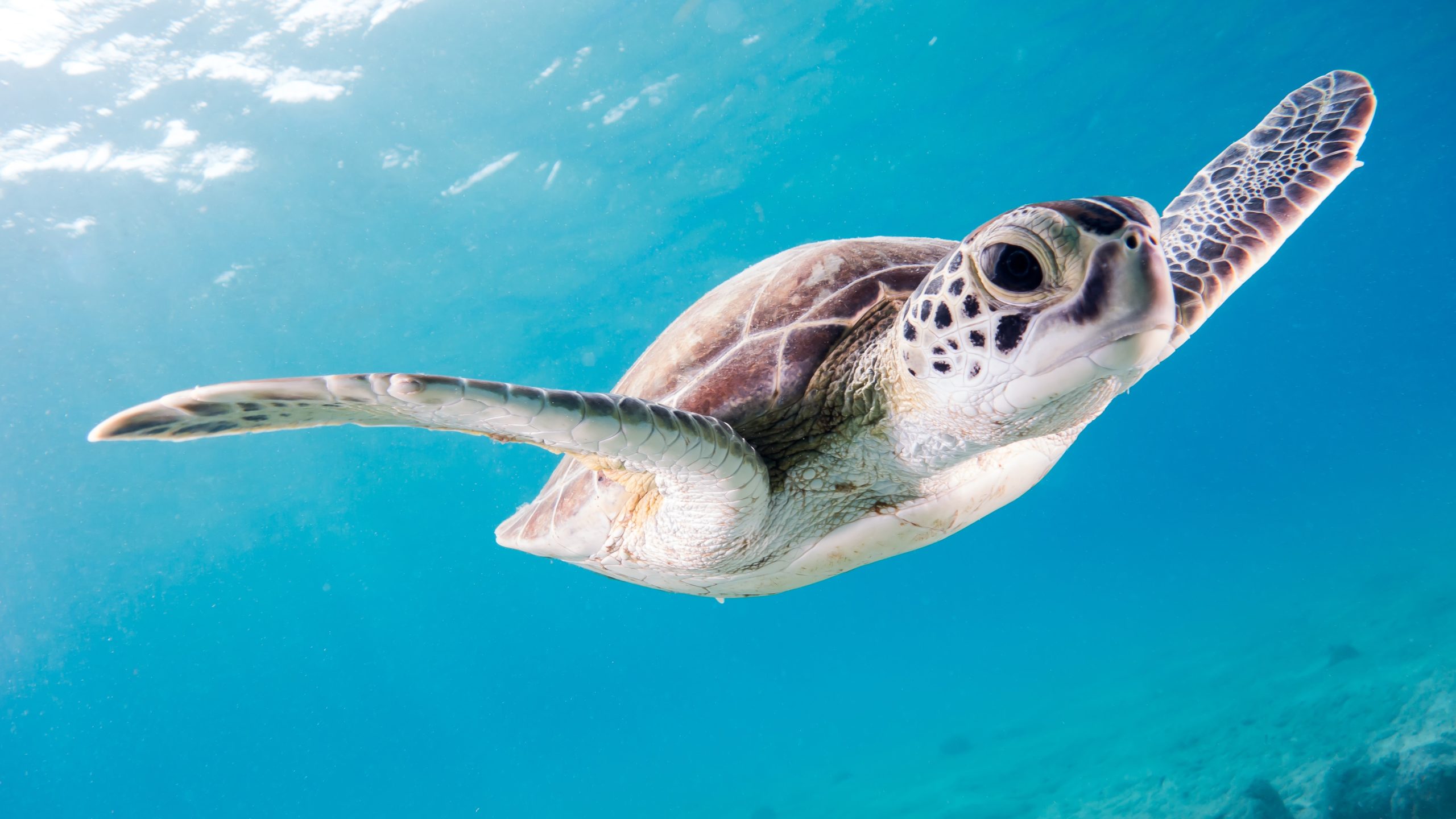 Is It Too Late to Save Our Oceans?