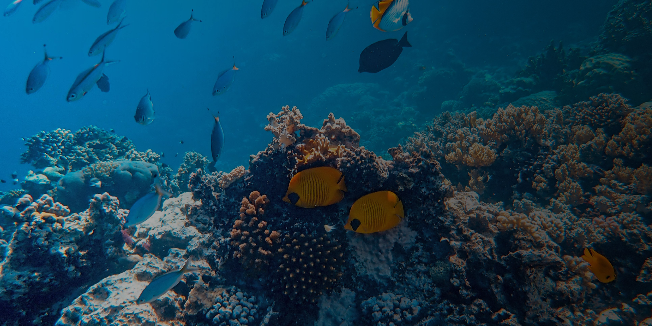 Beneath the Surface: Marine Conservation with Francesca Trotman